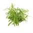 Wallflower Golden Bedder 6 Pack Boxed Bedding Alternative Image