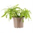 Wallflower Primrose 2L Pot Bedding  Alternative Image