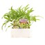 Wallflower Primrose Bedder 6 Pack Boxed Bedding Alternative Image