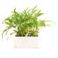 Wallflower Primrose Bedder 6 Pack Boxed Bedding Alternative Image
