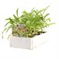 Wallflower Primrose Bedder 6 Pack Boxed Bedding Alternative Image