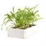 Wallflower Primrose Bedder 6 Pack Boxed Bedding Alternative Image