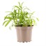 Wallflower Scarlet 2L Pot Bedding  Alternative Image