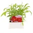 Wallflower Scarlet Bedder 6 Pack Boxed Bedding Alternative Image
