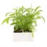 Wallflower Scarlet Bedder 6 Pack Boxed Bedding Alternative Image