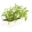 Wallflower Scarlet Bedder 6 Pack Boxed Bedding Alternative Image