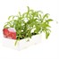 Wallflower Scarlet Bedder 6 Pack Boxed Bedding Alternative Image