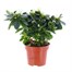 Azalea White Indoor Houseplant - 14cm Pot Alternative Image