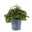 Cyclamen White Indoor Houseplant - 11cm Pot Alternative Image