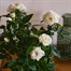 White Rose Houseplant - 10.5cm PotAlternative Image1