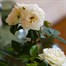 White Rose Houseplant - 10.5cm PotAlternative Image2