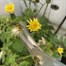 Wicked Waterer Snip & Clip (SNS01)Alternative Image1