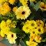 Yellow Hand Tied Bouquet - ClassicAlternative Image1