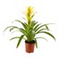 Guzmania Yellow HouseplantAlternative Image3