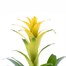 Guzmania Yellow HouseplantAlternative Image4