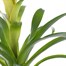 Guzmania Yellow HouseplantAlternative Image5