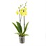 Orchid Yellow Houseplant - 12cm PotAlternative Image2