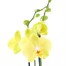 Orchid Yellow (Phalaenopsis) Houseplant 12cm PotAlternative Image1