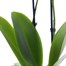 Orchid Yellow (Phalaenopsis) Houseplant 12cm PotAlternative Image2