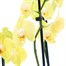 Orchids In White Orchid Boat HouseplantAlternative Image5