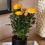 Yellow Rose Houseplant - 10.5cm PotAlternative Image1