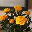 Yellow Rose Houseplant - 10.5cm PotAlternative Image2