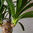 Yucca Elephantipes HouseplantAlternative Image2