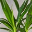 Yucca Elephantipes HouseplantAlternative Image3