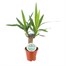 Yucca Elephantipes HouseplantAlternative Image4