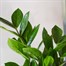 Zamioculcas Zamiifolia Houseplant - 24cm PotAlternative Image2