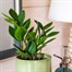 Zamioculcas Zamiifolia Houseplant - 24cm PotAlternative Image1
