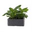 Zinnia Profusion Mixed 6 Pack Boxed BeddingAlternative Image1