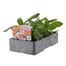 Zinnia Profusion Mixed 6 Pack Boxed BeddingAlternative Image2