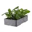 Zinnia Profusion Mixed 6 Pack Boxed BeddingAlternative Image3
