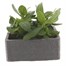 Zinnia Zaharan Double Jumbo 6 Pack Boxed BeddingAlternative Image3