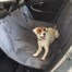 Zoon Hammock Car Seat Cover Dog Accessory (8009002)Alternative Image1