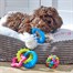 Zoon MiniPlay Toy Combi Pack - 3pk Dog Toys (8004288)Alternative Image1