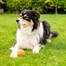 Zoon Squeaky Pooch 6.5cm Tennis Balls - 3pk Dog Toy (8004011)Alternative Image1