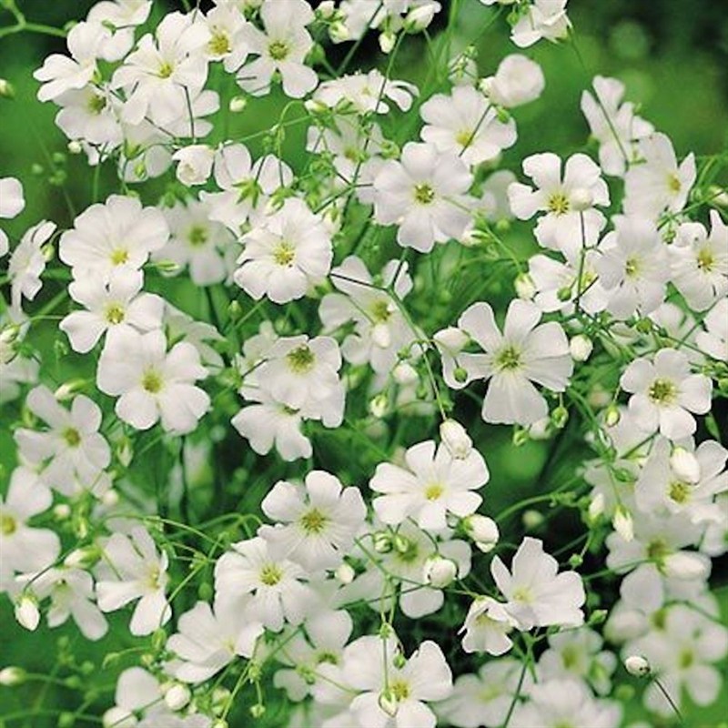 Suttons Gypsophila Seeds - Covent Garden White (117039)