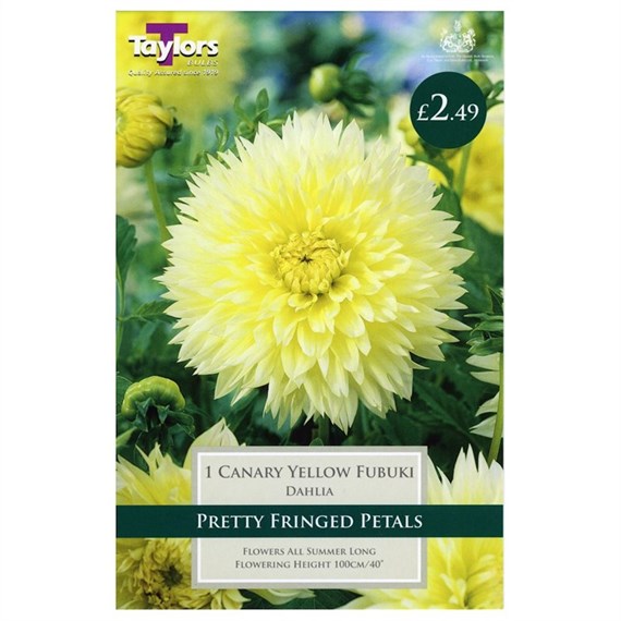 Taylors Bulbs Dahlia Canary Yellow Fubuki (Single Pack) (TS312)