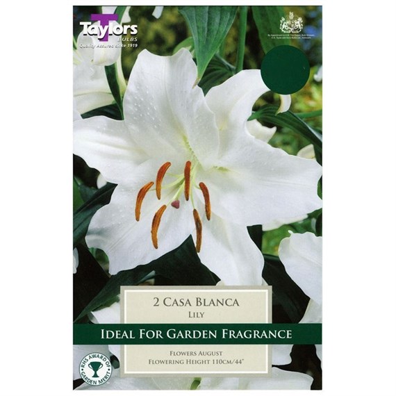 Taylors Bulbs Lily Casa Blanca (2 Pack) (TS533)