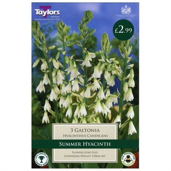 Taylors Bulbs Galtonia (Hyacinthus Candicans) (3 Pack) (TS739)