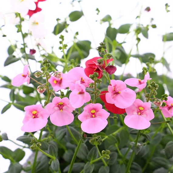 Diascia Collection 6 Pack Boxed Bedding