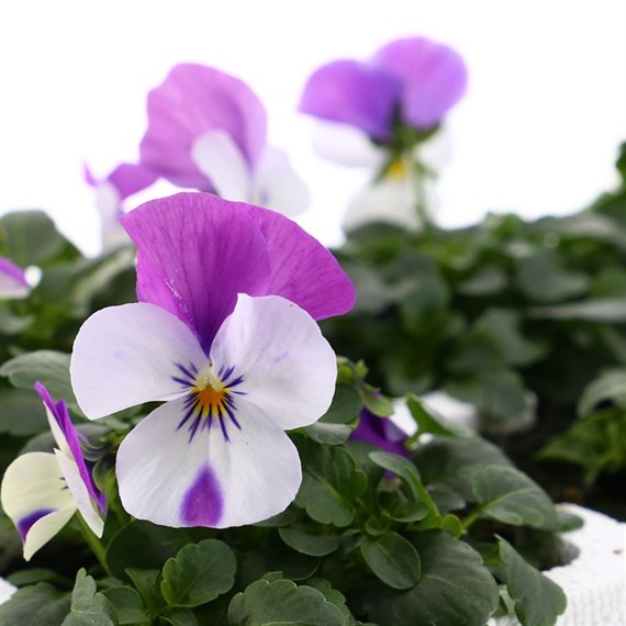 Viola F1 White With Rose Wing 6 Pack Boxed Bedding