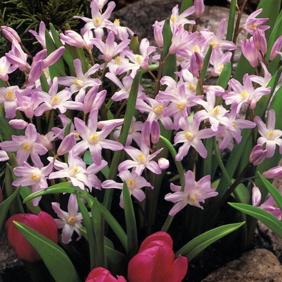 Chiondoxa Pink Giant 10.5cm Pot Bedding Bulbs - 3 Pack