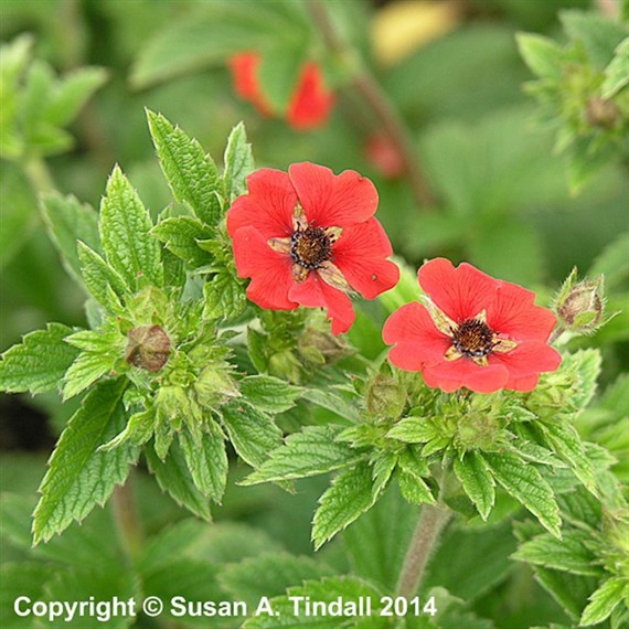 Potentilla Monarchs Velvet Perennial Plant 9cm Pot - Set of 3
