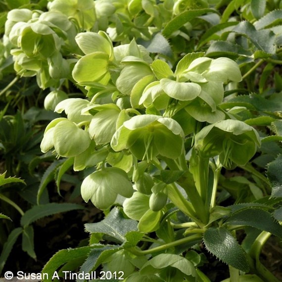 Helleborus Argutifolius Perennial Plant 9cm Pot - Set of 3