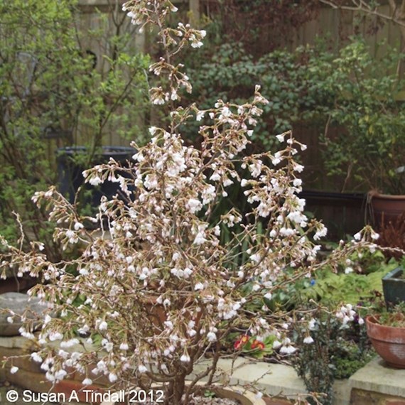 Prunus Incisa Kojo-No-Mai - 7.5L Pot