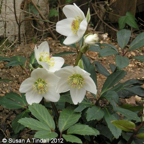 Helleborus Niger Perennial Plant 9cm Pot - Set of 3
