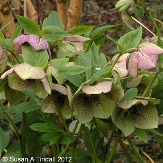 Helleborus Orientalis Perennial Plant 2L Pot - Set of 3